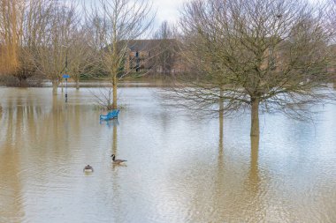 İngiltere 'nin Berkshire, İngiltere' nin Reading bölgesinin Thames of Caversham nehri kıyısında ciddi sel baskınları var.