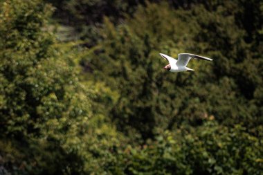Siyah başlı martı nehir boyunca uçuyor, Thames nehri, Berkshire, Birleşik Krallık, gündüz vakti
