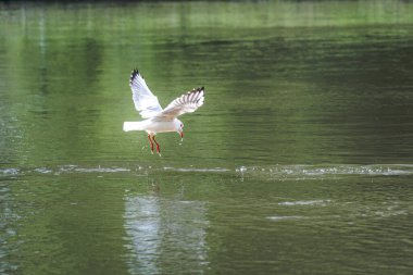 Beyaz Martı nehir boyunca uçuyor thames, Güney İngiltere, İngiltere, İngiltere