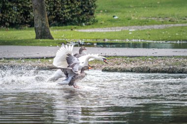 Nehir boyunca uçan beyaz kuğular thames, Güney İngiltere, İngiltere