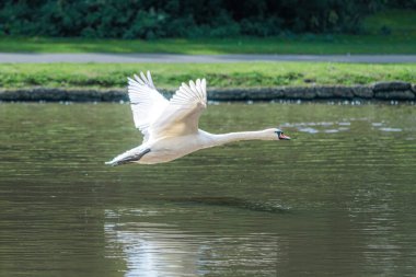 Nehir boyunca uçan beyaz kuğular thames, Güney İngiltere, İngiltere