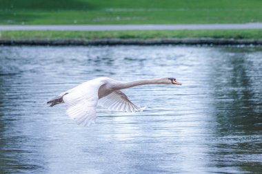 Nehir boyunca uçan beyaz kuğular thames, Güney İngiltere, İngiltere