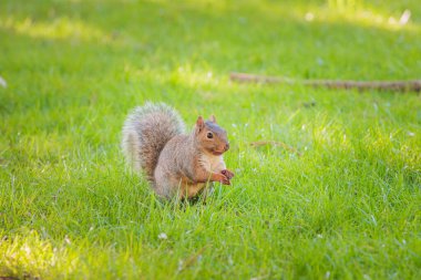 Bir çayır üzerindeki komik sincabın yakınında, güz mevsimi İngiltere, gündüz