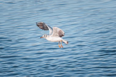 Gölün üzerinde uçan martı, Dinton Pastures Country Park, İngiltere 'nin güneyinde, Berkshire' da.