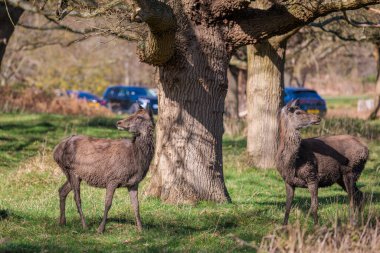 Richmond Park 'ta bir grup geyik, Londra' daki Royal Park 'ta. Bahar akşamı, uk.