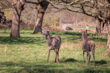 Richmond Park 'ta bir grup geyik, Londra' daki Royal Park 'ta. Bahar akşamı, uk.