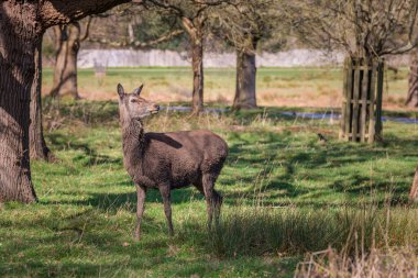 Richmond Park 'ta bir grup geyik, Londra' daki Royal Park 'ta. Bahar akşamı, uk.