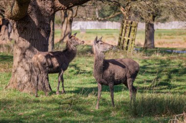 Richmond Park 'ta bir grup geyik, Londra' daki Royal Park 'ta. Bahar akşamı, uk.