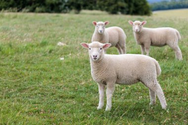 Çiftlik koyunları grubu, Newbury 'nin kırsal kesimi, İngiltere Berkshire, Yaz Gündüz, İngiltere