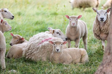 Çiftlik koyunları grubu, Newbury 'nin kırsal kesimi, İngiltere Berkshire, Yaz Gündüz, İngiltere