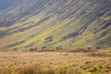 Abercynafon ve Talybont Barajı yakınlarındaki Brecon Beacons Ulusal Parkı 'nda bir grup at, Güney Galler, İngiltere