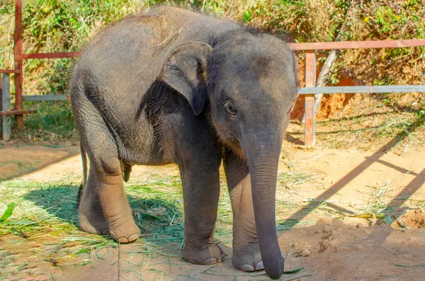 Elefant Junglă Insulă Din Phuket — Fotografie, imagine de stoc