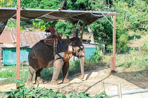 Elefant Junglă Insulă Din Phuket — Fotografie, imagine de stoc