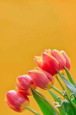 Bouquet of tulips flowers on yellow background with copy space for greeting message. Valentines Day and Mothers Day background. Holiday mock up with tulip flowers. Soft focus. 