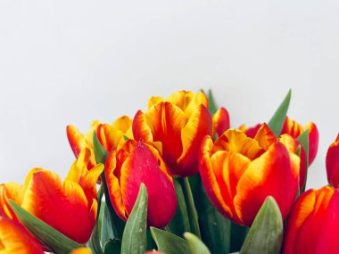 Laleler beyaz arka planda izole edilmiş. Boşluğu kopyala, kapat 