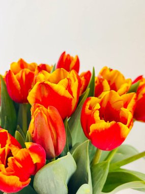 Laleler beyaz arka planda izole edilmiş. Boşluğu kopyala, kapat 