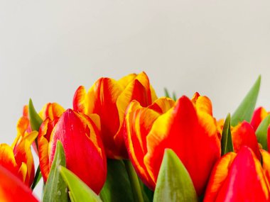 Laleler beyaz arka planda izole edilmiş. Boşluğu kopyala, kapat 