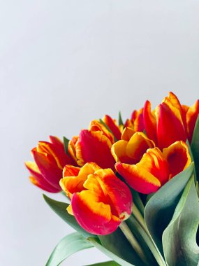 Laleler beyaz arka planda izole edilmiş. Boşluğu kopyala, kapat 