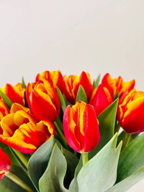 Laleler beyaz arka planda izole edilmiş. Boşluğu kopyala, kapat 