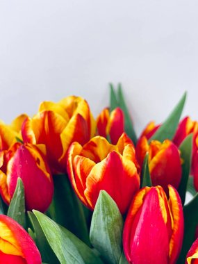 Laleler beyaz arka planda izole edilmiş. Boşluğu kopyala, kapat 