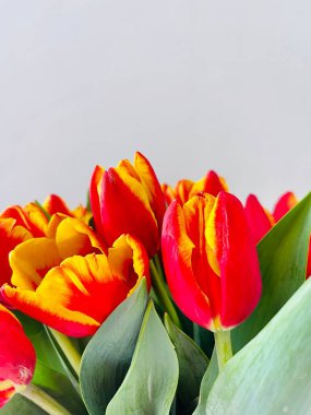 Laleler beyaz arka planda izole edilmiş. Boşluğu kopyala, kapat 