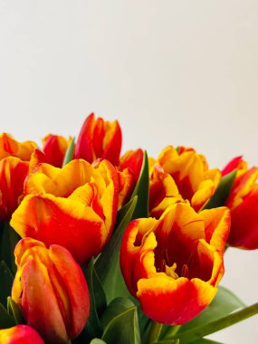 Laleler beyaz arka planda izole edilmiş. Boşluğu kopyala, kapat 