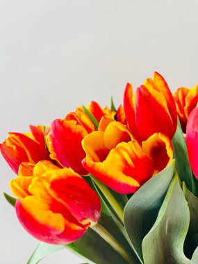 Laleler beyaz arka planda izole edilmiş. Boşluğu kopyala, kapat 