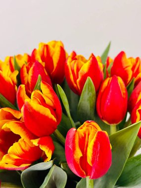 Laleler beyaz arka planda izole edilmiş. Boşluğu kopyala, kapat 