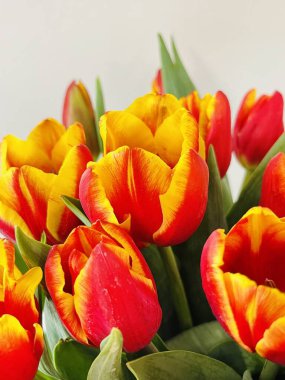 Laleler beyaz arka planda izole edilmiş. Boşluğu kopyala, kapat 