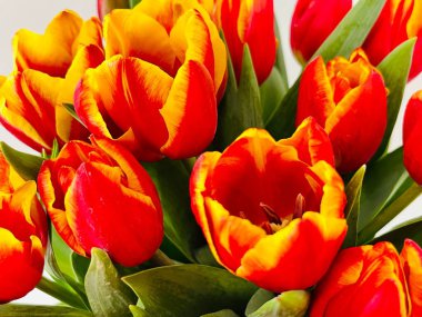 Laleler beyaz arka planda izole edilmiş. Boşluğu kopyala, kapat 