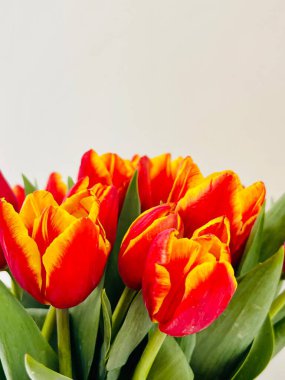 Laleler beyaz arka planda izole edilmiş. Boşluğu kopyala, kapat 