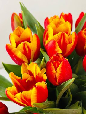 Laleler beyaz arka planda izole edilmiş. Boşluğu kopyala, kapat 