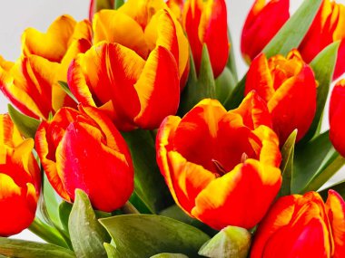 Laleler beyaz arka planda izole edilmiş. Boşluğu kopyala, kapat 