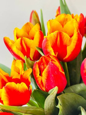 Laleler beyaz arka planda izole edilmiş. Boşluğu kopyala, kapat 