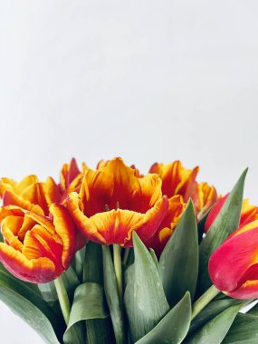 Laleler beyaz arka planda izole edilmiş. Boşluğu kopyala, kapat 