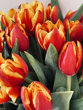 Laleler beyaz arka planda izole edilmiş. Boşluğu kopyala, kapat 