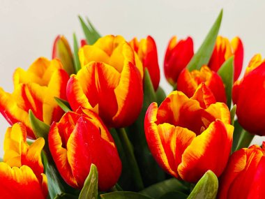 Laleler beyaz arka planda izole edilmiş. Boşluğu kopyala, kapat 