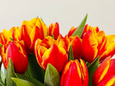 Laleler beyaz arka planda izole edilmiş. Boşluğu kopyala, kapat 