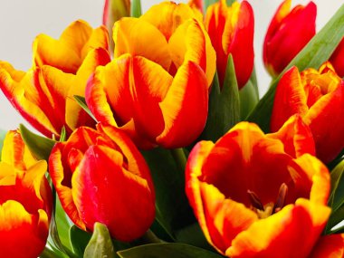 Laleler beyaz arka planda izole edilmiş. Boşluğu kopyala, kapat 