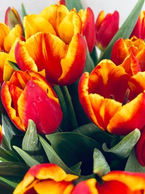 Laleler beyaz arka planda izole edilmiş. Boşluğu kopyala, kapat 