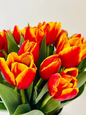 Laleler beyaz arka planda izole edilmiş. Boşluğu kopyala, kapat 