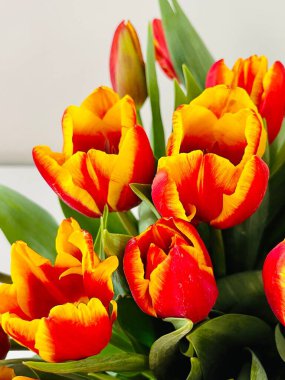 Laleler beyaz arka planda izole edilmiş. Boşluğu kopyala, kapat 