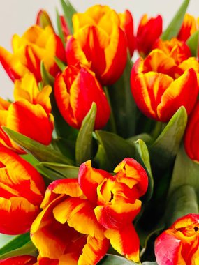 Laleler beyaz arka planda izole edilmiş. Boşluğu kopyala, kapat 