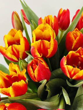 Laleler beyaz arka planda izole edilmiş. Boşluğu kopyala, kapat 