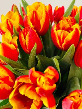 Laleler beyaz arka planda izole edilmiş. Boşluğu kopyala, kapat 