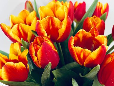 Laleler beyaz arka planda izole edilmiş. Boşluğu kopyala, kapat 