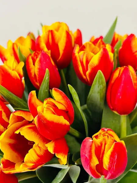 Laleler beyaz arka planda izole edilmiş. Boşluğu kopyala, kapat 