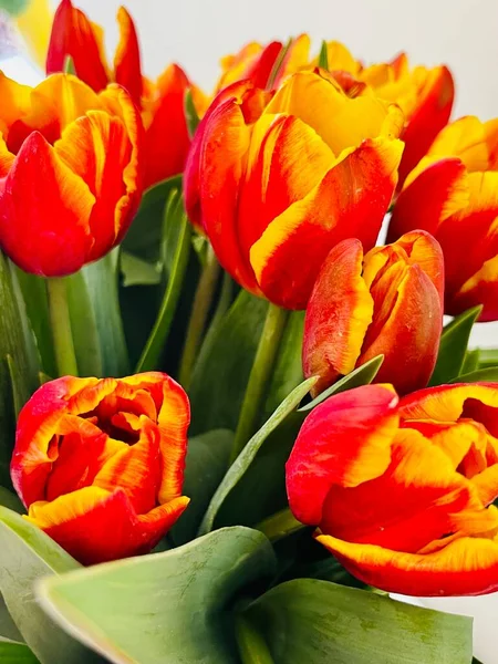 Laleler beyaz arka planda izole edilmiş. Boşluğu kopyala, kapat 