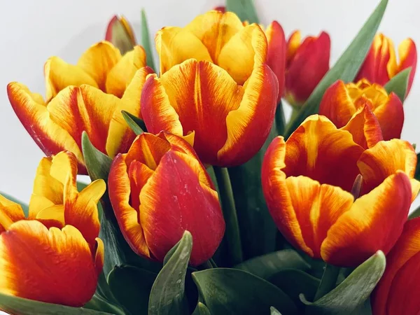 Laleler beyaz arka planda izole edilmiş. Boşluğu kopyala, kapat 