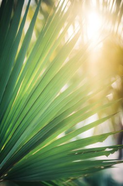 Üretici Ai illüstrasyonu. Tropik plajda yeşil palmiye yaprağı. Bokeh güneş ışığı, Bokeh soyut arkaplanı. Yaz tatili ve iş seyahati konseptini kopyala.